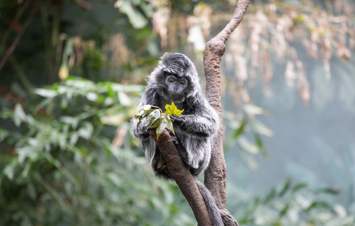 Small primate sitting on a tree branch admiring a leaf
                                           