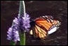 Monarch butterfly, Staten Island Bluebelt 