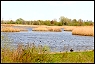 Jamaica Bay Wetlands