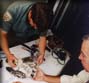 Banding a baby falcon