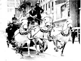 White horses pulling apparatus