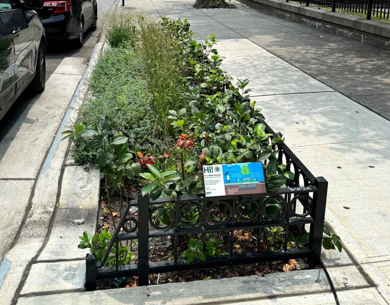 a rain garden