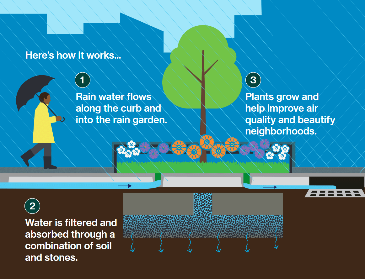 Graphic describing how rain gardens work