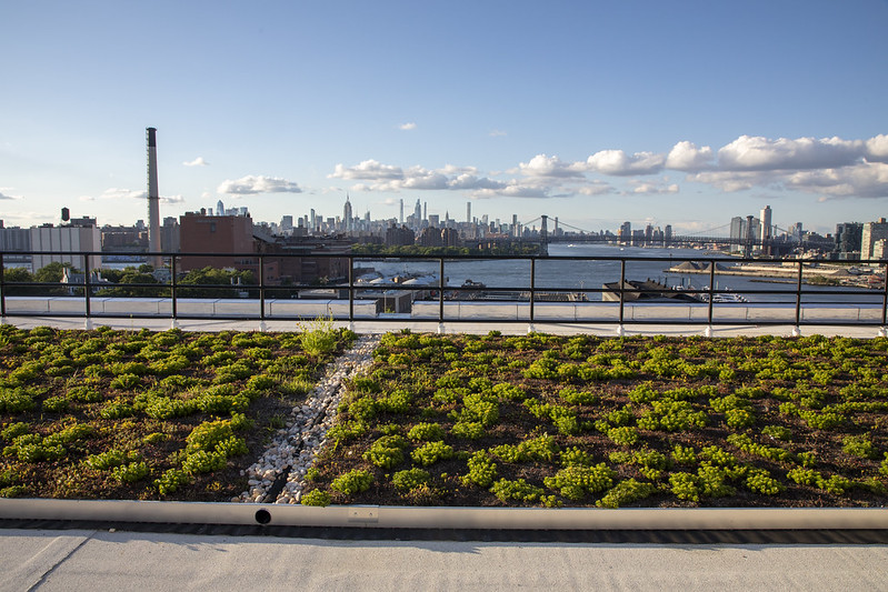 Green Roof at Brooklyn Navy Yard