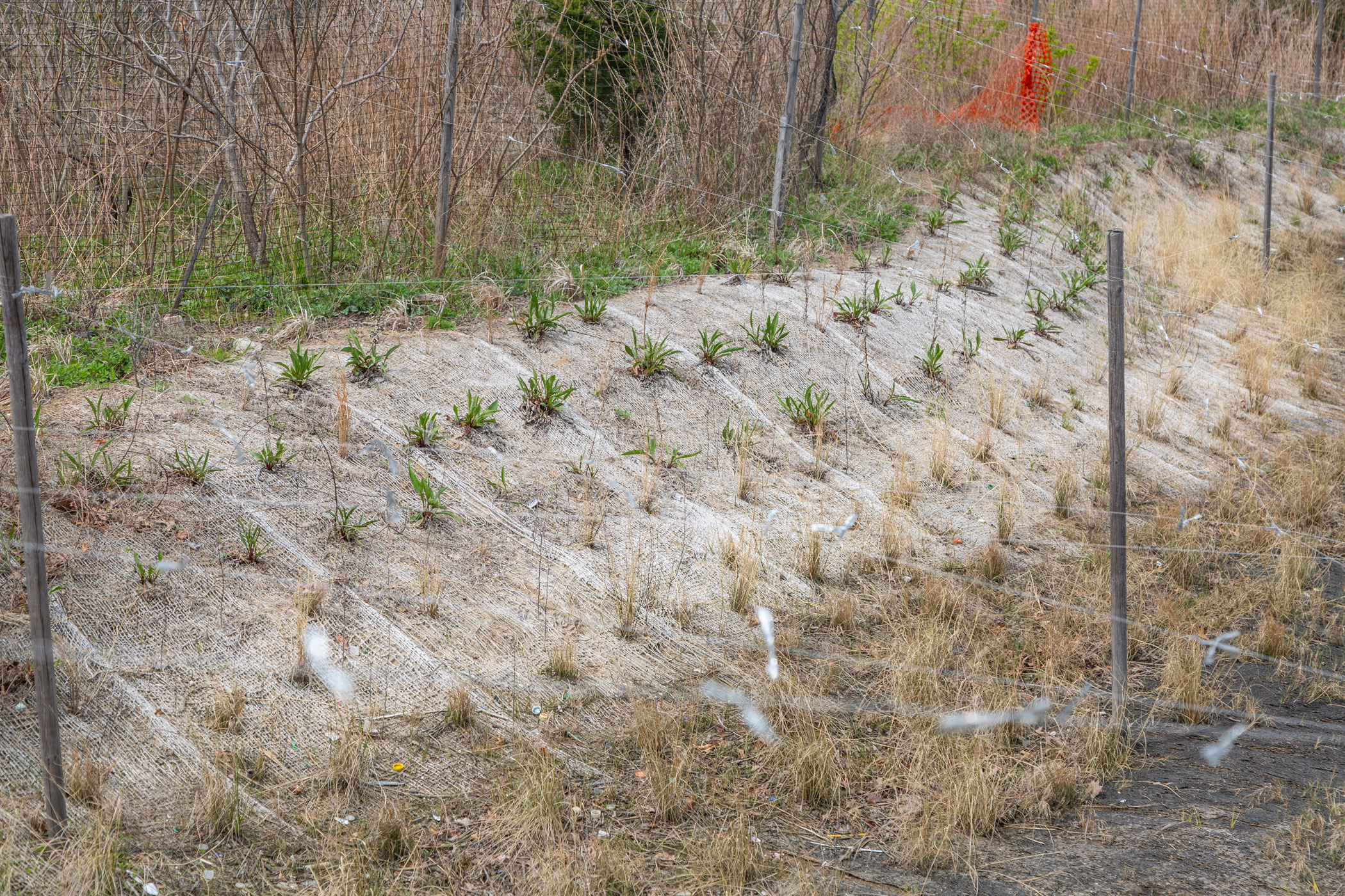 restored wetlands