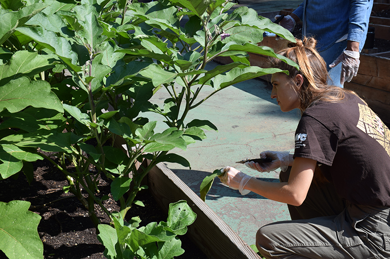 Alexandria Gross, Development and Communications Associate of Green City force weeding plants.