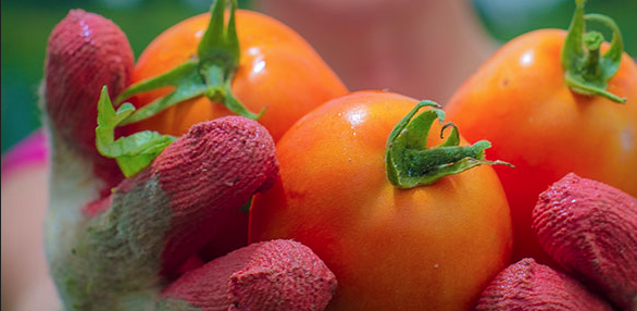 Tomatoes arranged in formation