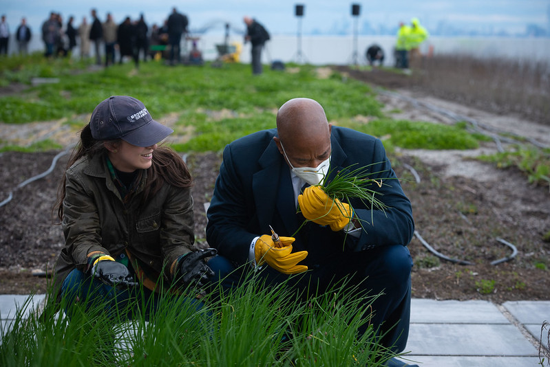 The Mayor with a small shear in hand, examine fresh cut herbs from the rooftop farm