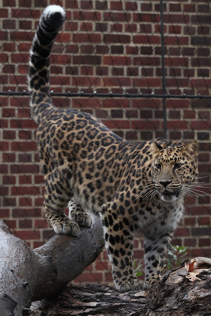 Portrait Image 01 - image of a cheetah. This image is a placeholder image designed to reflect the placement of a portrait.