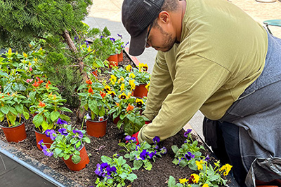 A person leans over a garden bed in a public plaza and plants colorful pansies.